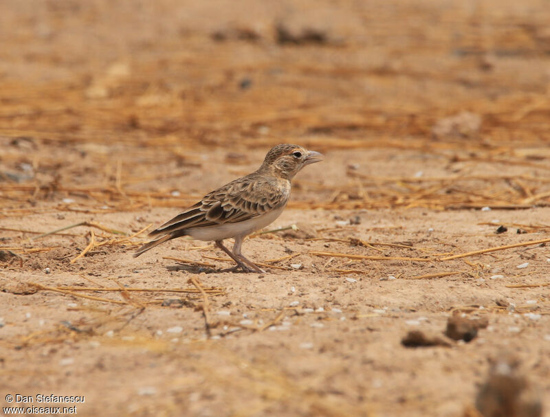 Fischer's Sparrow-Lark female adult