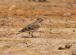 Fischer's Sparrow-Lark