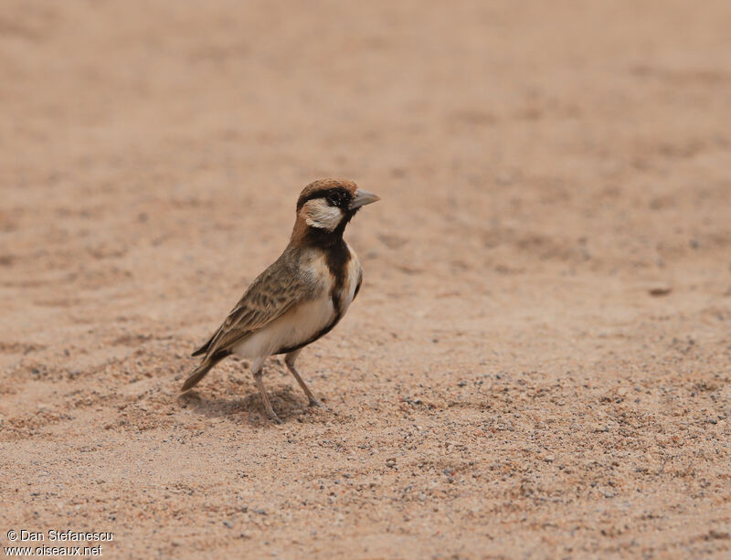 Fischer's Sparrow-Lark male adult