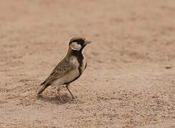 Fischer's Sparrow-Lark