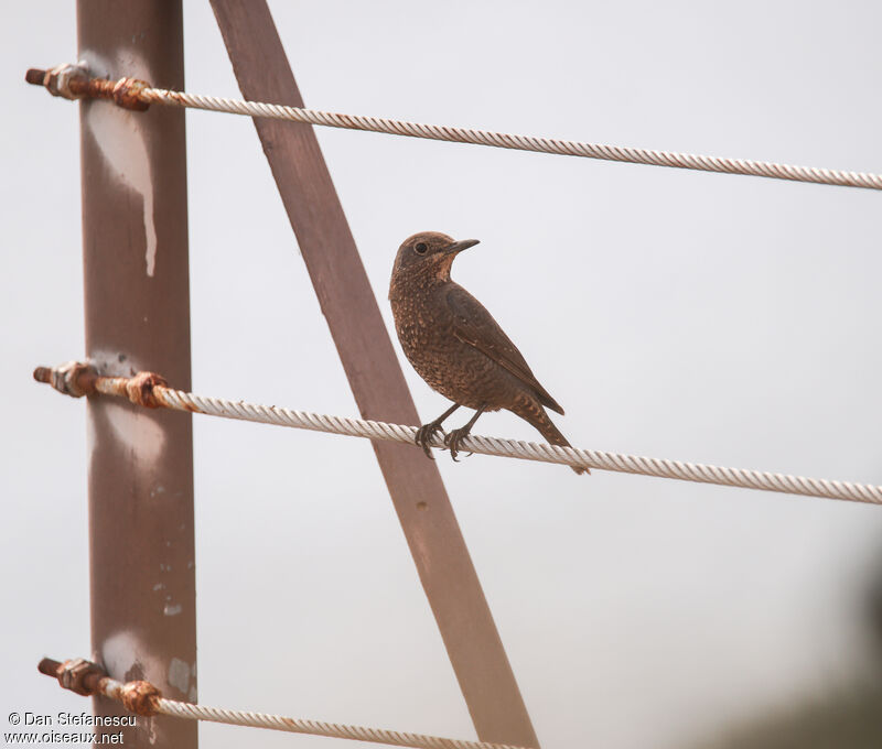 Blue Rock Thrush female adult