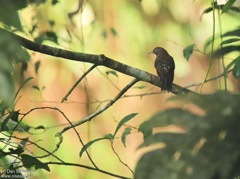 Pearly-eyed Thrasheradult