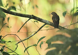 Pearly-eyed Thrasher