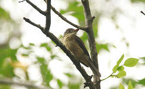 Lesser Antillean Pewee