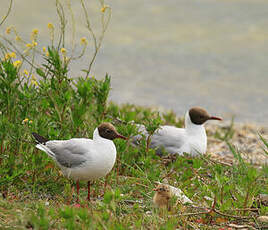 Mouette rieuse