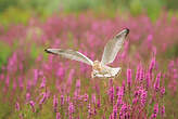 Mouette rieuse