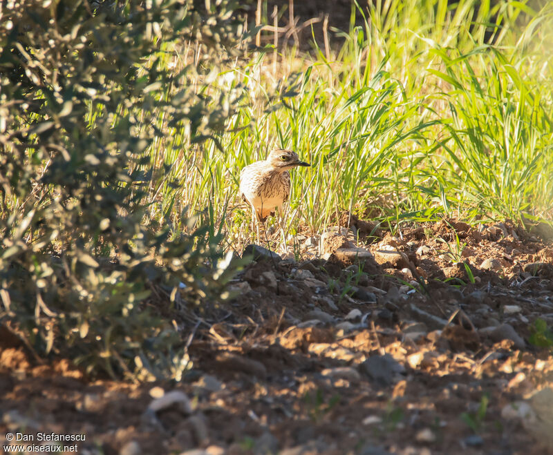 Eurasian Stone-curlew