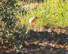 Eurasian Stone-curlew