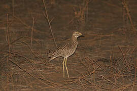 Spotted Thick-knee