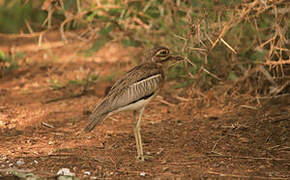 Water Thick-knee