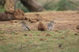 Water Thick-knee