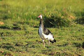 Spur-winged Goose