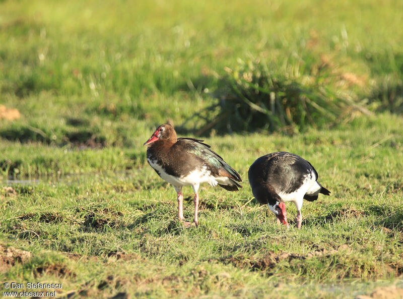 Spur-winged Goose female adult