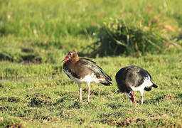 Spur-winged Goose