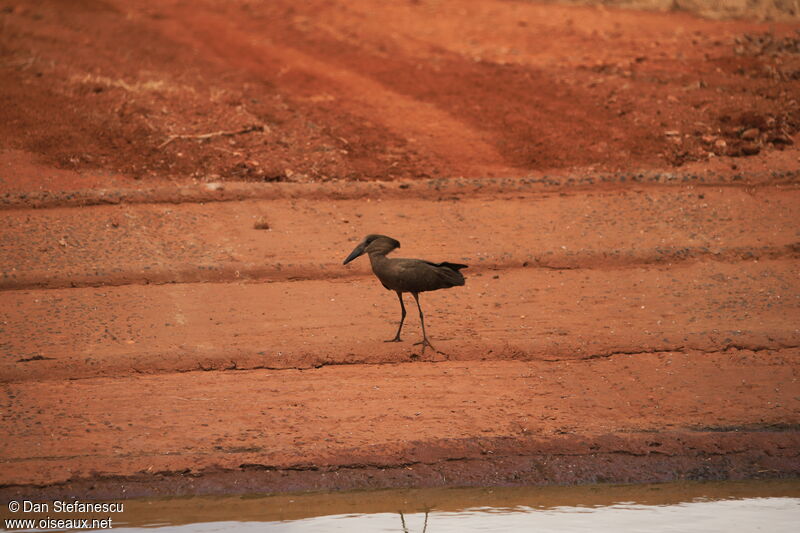 Ombrette africaineadulte