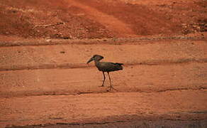 Hamerkop