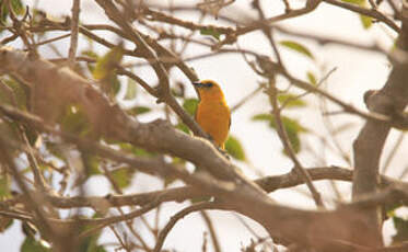 Oriole masqué