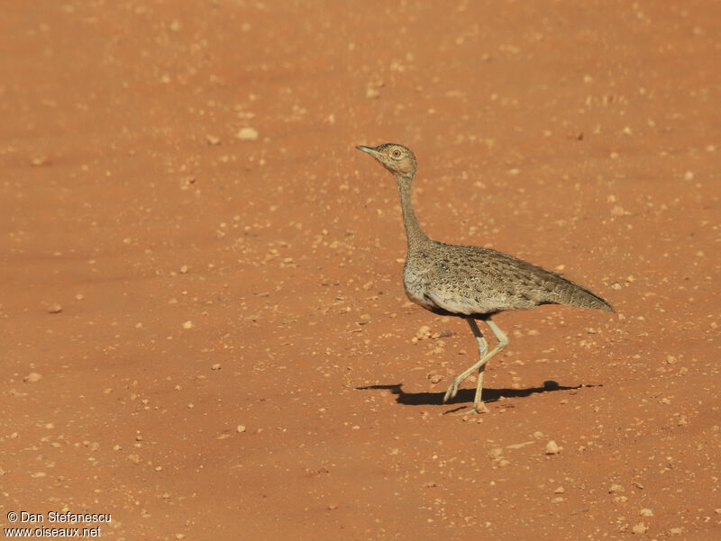 Buff-crested Bustardimmature, walking