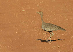 Buff-crested Bustard