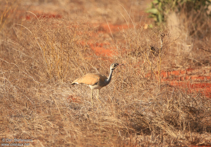 White-bellied Bustard male adult