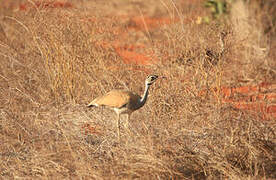 White-bellied Bustard