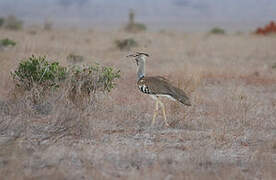 Kori Bustard