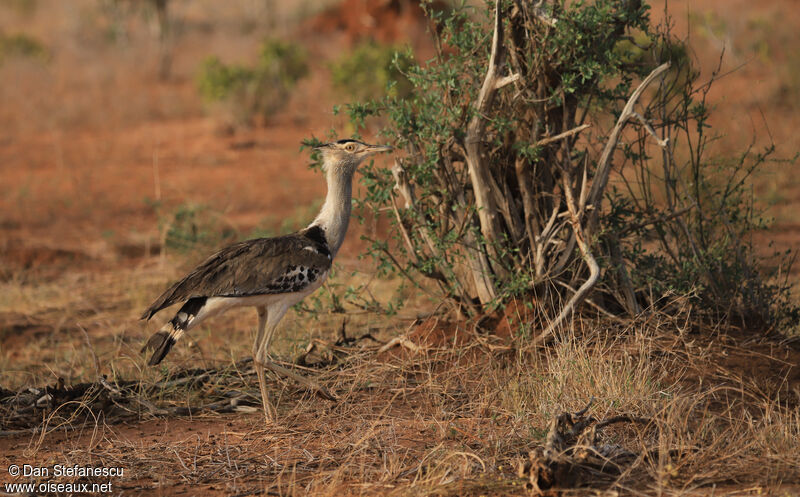 Kori Bustard female adult