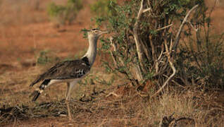 Kori Bustard