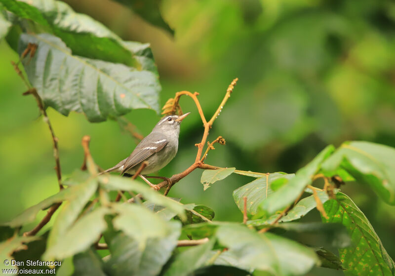 Plumbeous Warbleradult