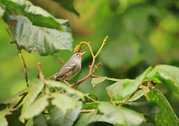 Plumbeous Warbler