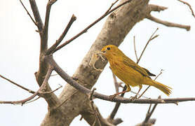 Mangrove Warbler