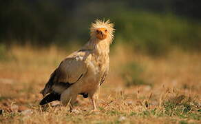 Egyptian Vulture