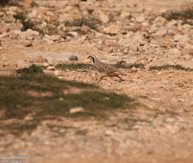 Chukar Partridgeadult