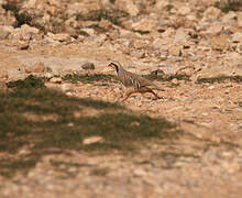 Chukar Partridge