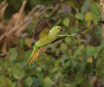 Rose-ringed Parakeet