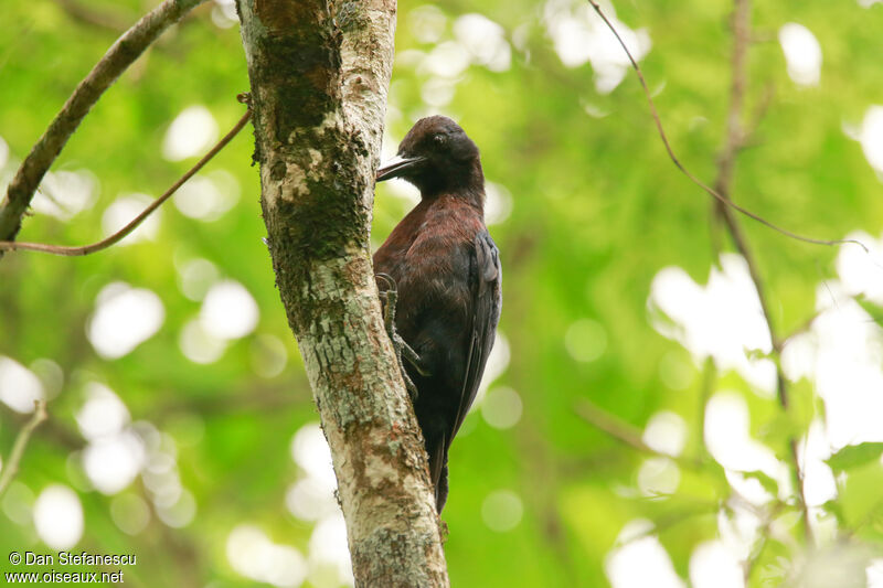 Guadeloupe Woodpecker female adult, eats