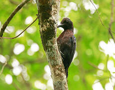 Guadeloupe Woodpecker