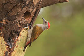 Eastern Grey Woodpecker