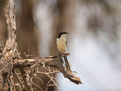 Long-tailed Fiscal