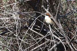 Woodchat Shrike