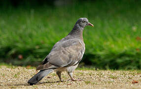 Common Wood Pigeon