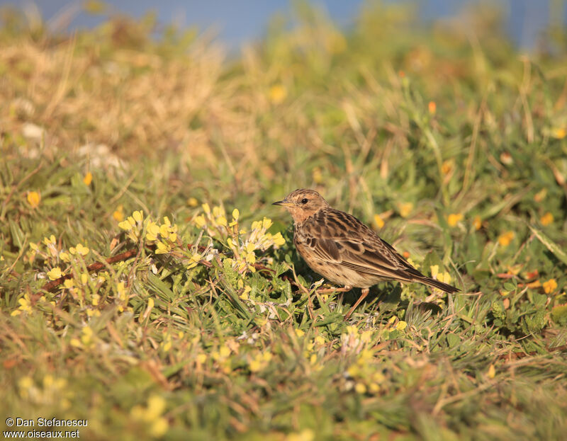 Pipit à gorge rousseimmature