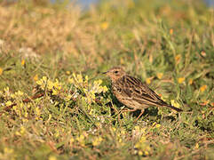 Pipit à gorge rousse