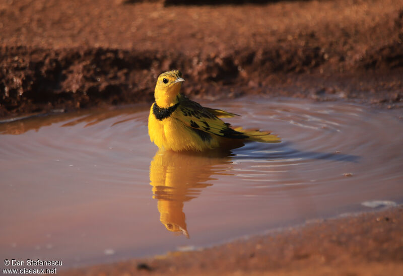 Golden Pipit male adult, care