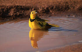 Golden Pipit