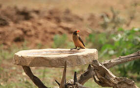 Yellow-billed Oxpecker