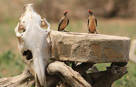 Red-billed Oxpecker