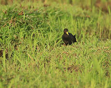 Black Crake