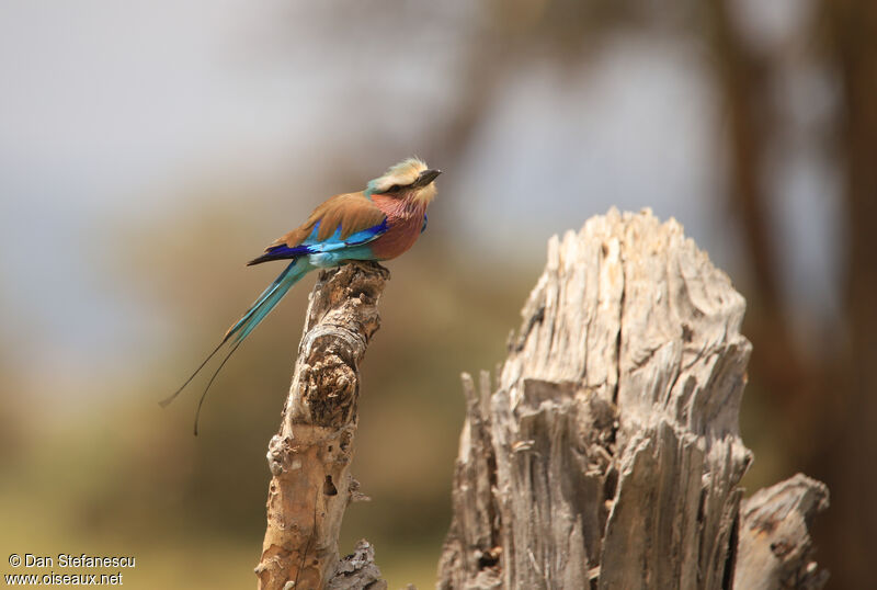 Lilac-breasted Roller