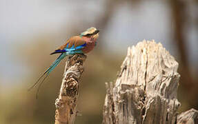 Lilac-breasted Roller